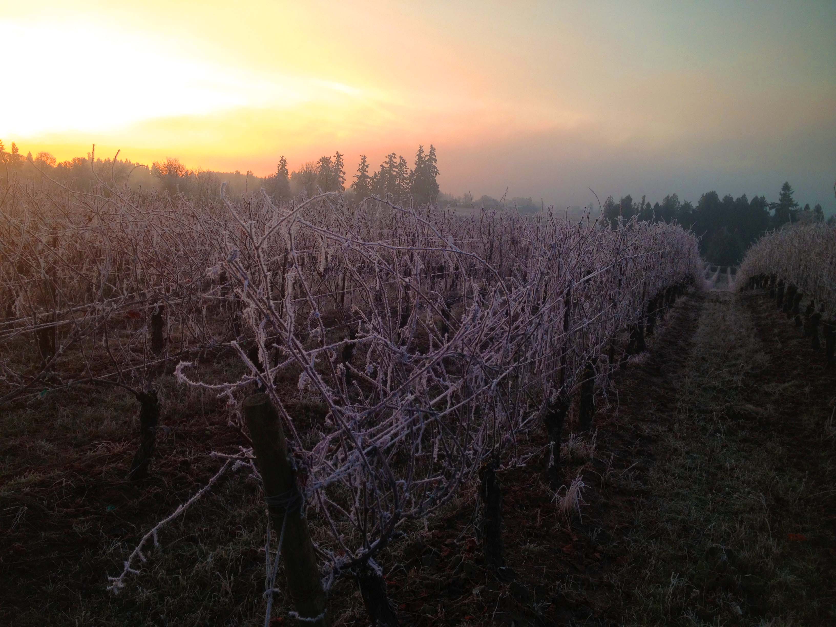 frost vineyard
